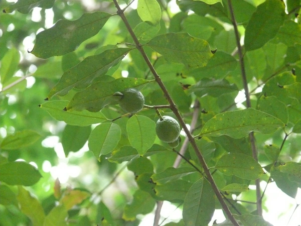 imagen Pulpa de Guayaba Agria 